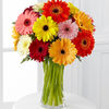 15 Mini Daisies- Vase Included