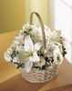 Divinity Basket b1840