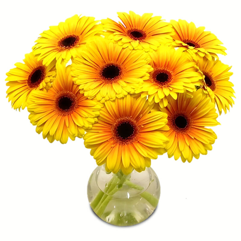 Yellow Gerbera Daisies in Vase b2335 Flower Delivery Flower Shop