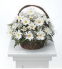 White Daisy Sympathy Basket b2364