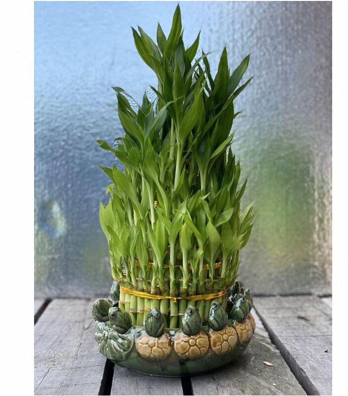 Natural Living Bamboo b3258 Flower Delivery Flower Shop