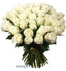 50 White Roses