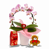 Orchid plant, chocolate and a bear
